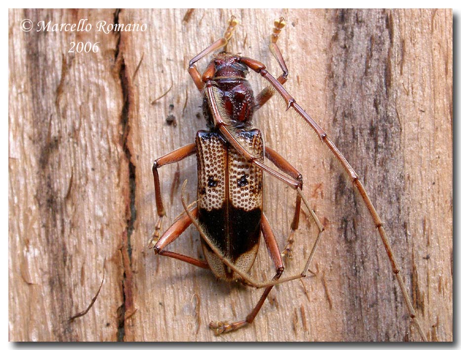 Phoracantha recurva (Coleoptera, Cerambycidae)